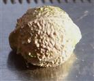 Endocarp
